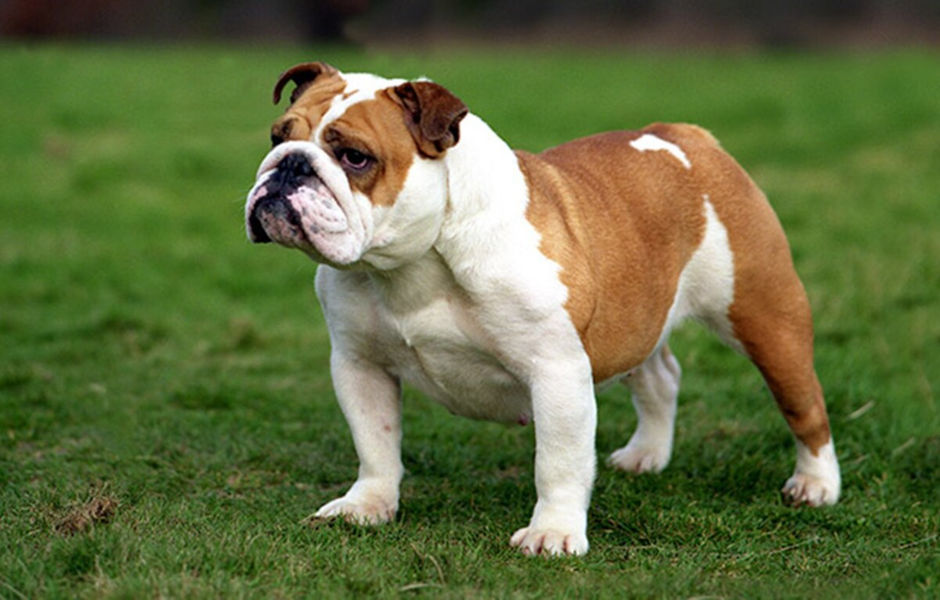 Bulldog anglais