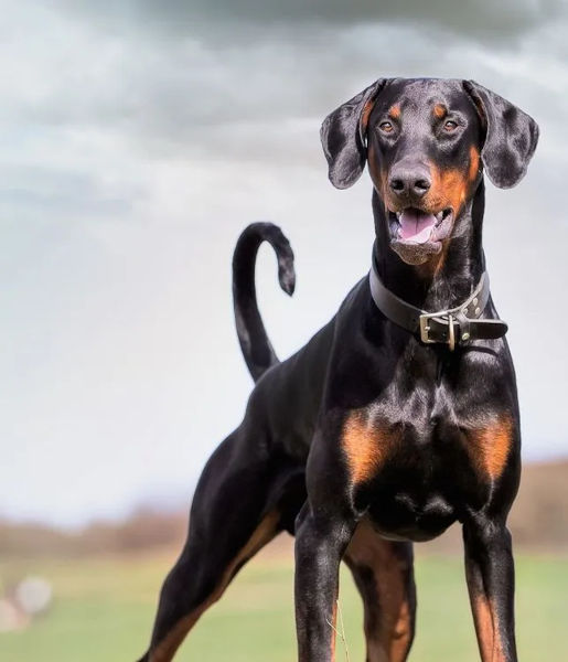 Dobermann