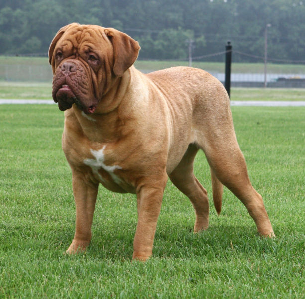 Dogue de Bordeaux