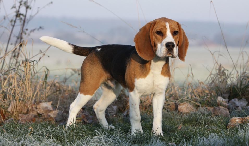 Beagle