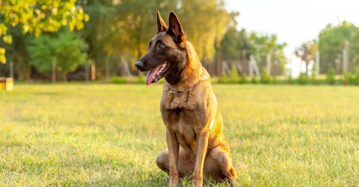 Berger belge - malinois