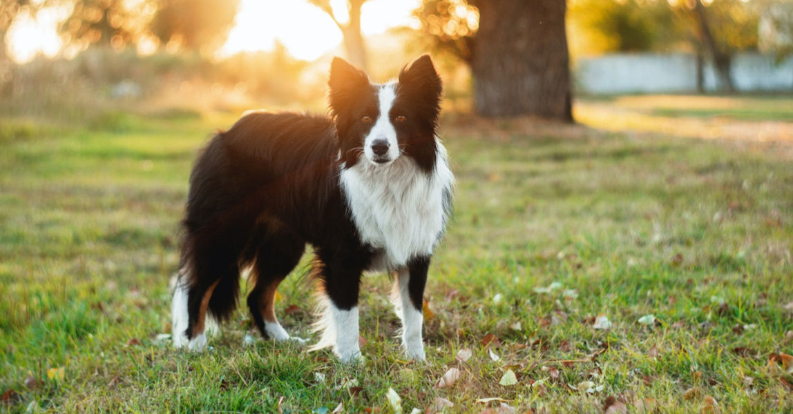 Border collie