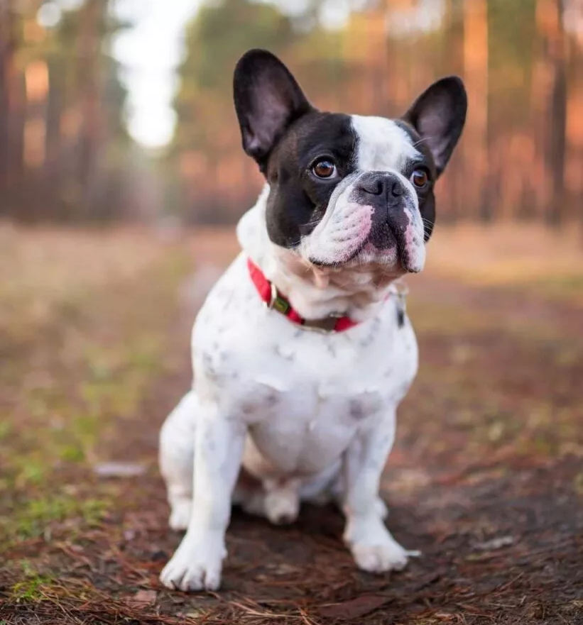 Bouledogue Français