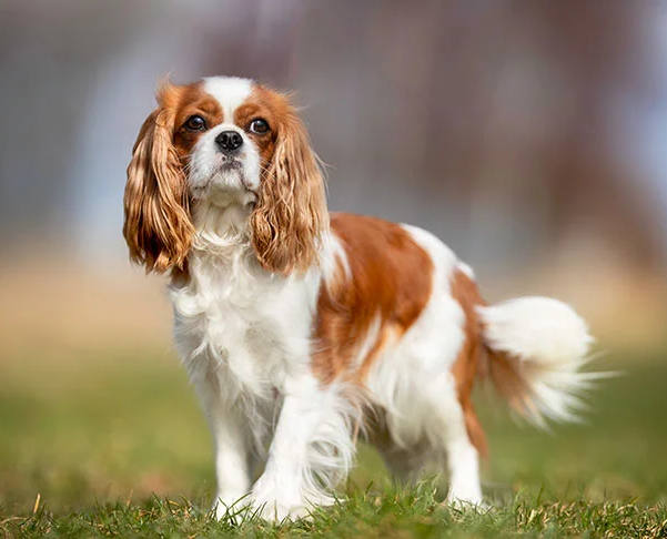 Cavalier king charles