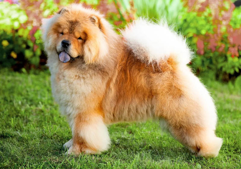 Chow-chow