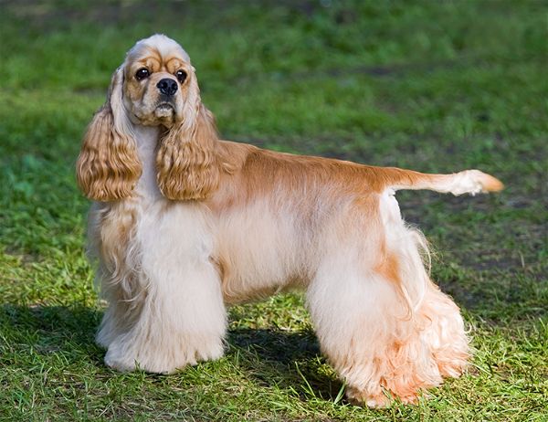 Cocker spaniel américain