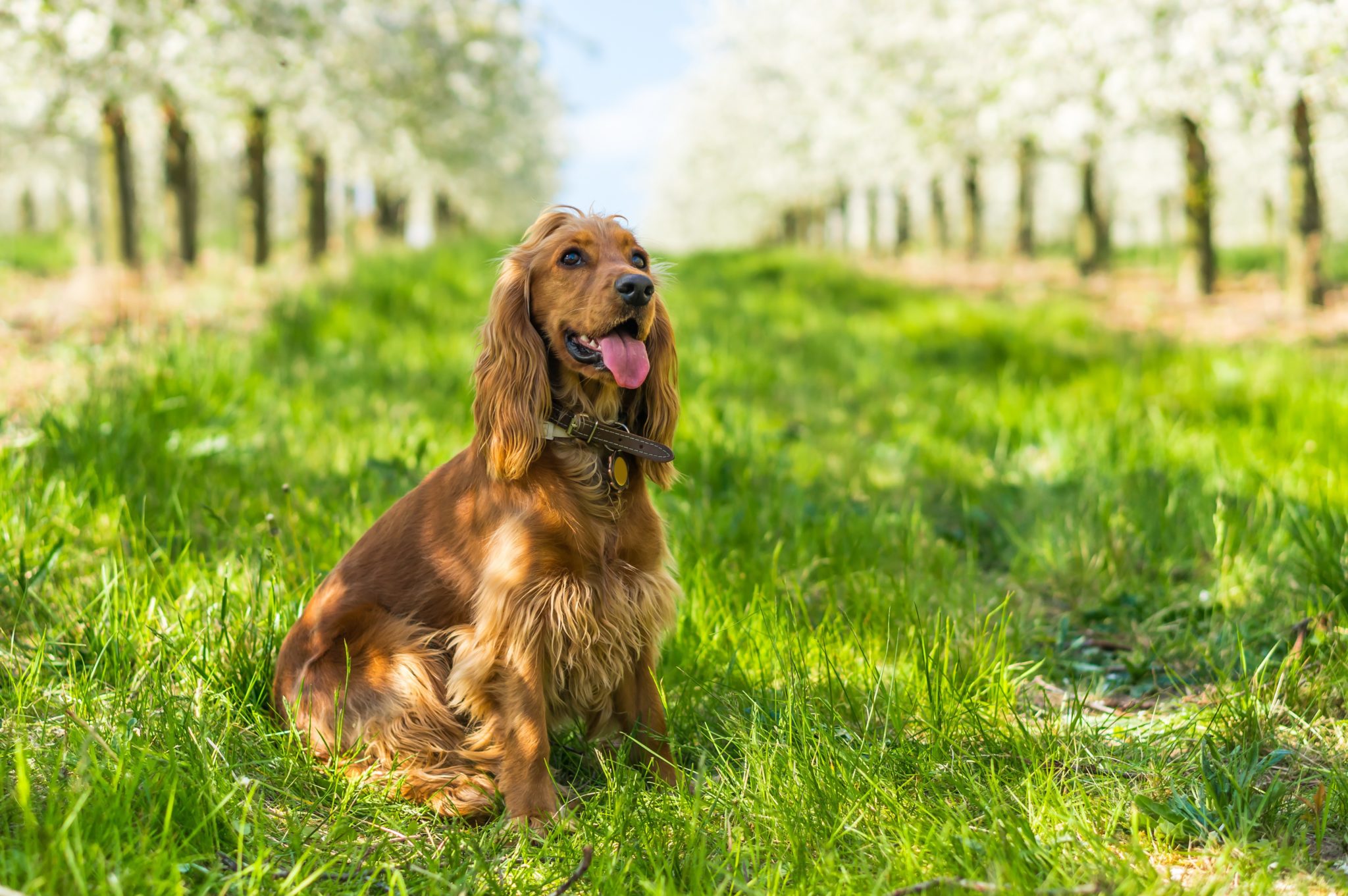 Cocker spaniel anglais