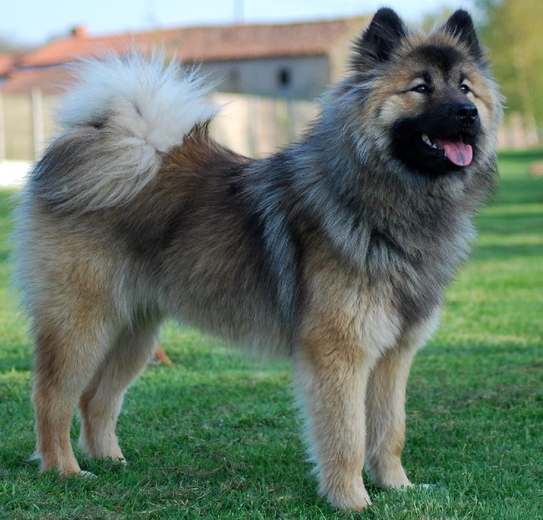 Eurasier