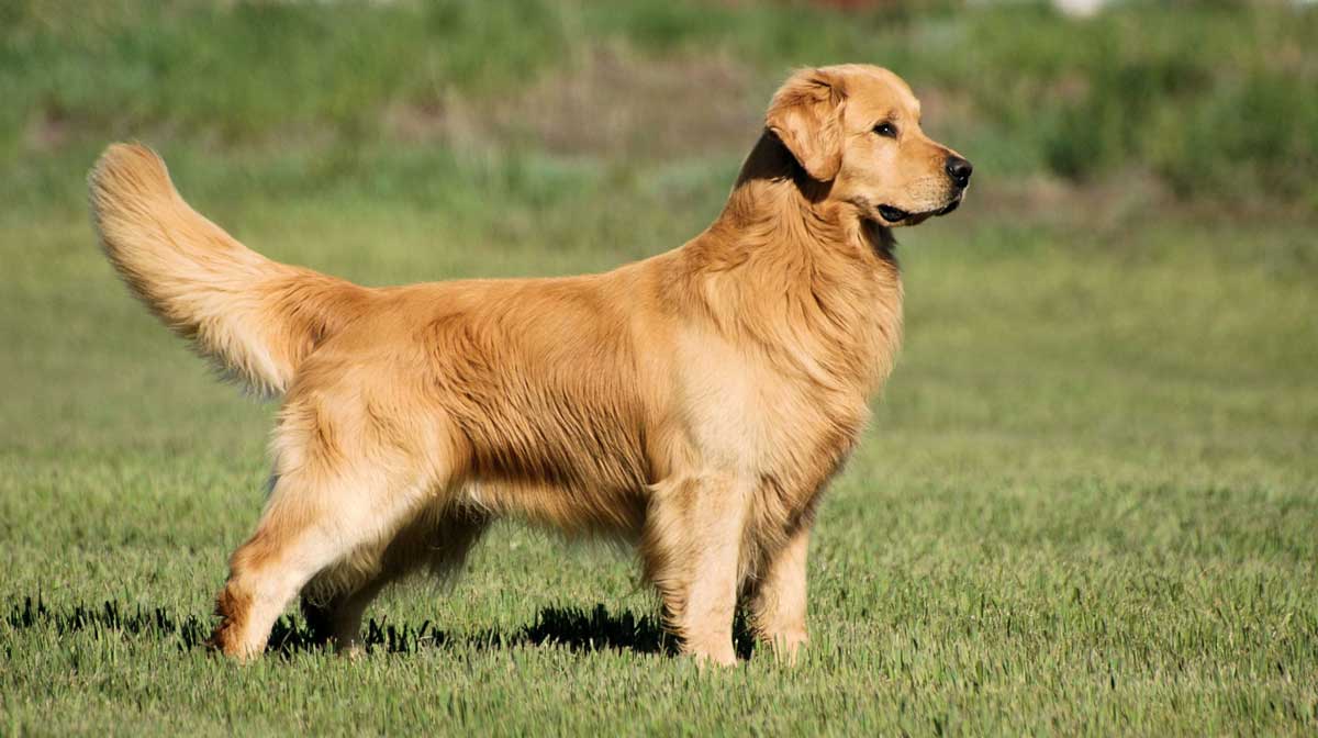 Golden retriever