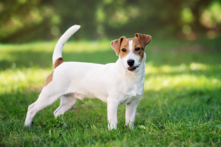 Jack russell terrier