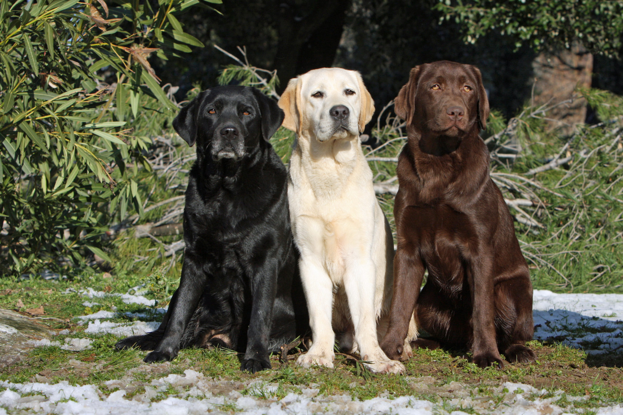 Retriever du Labrador