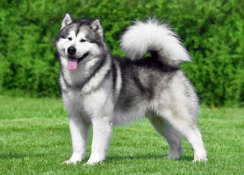 Malamute de l’Alaska