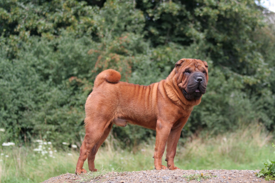 Shar-pei