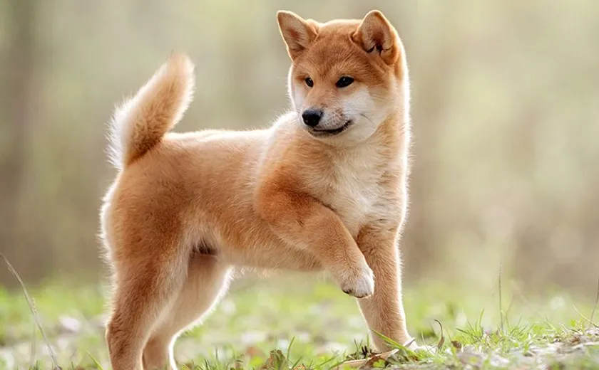 Shiba inu